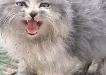 Heartbreaking Rescue: How This Abandoned Fluffy Kitten Found Ultimate Hope
