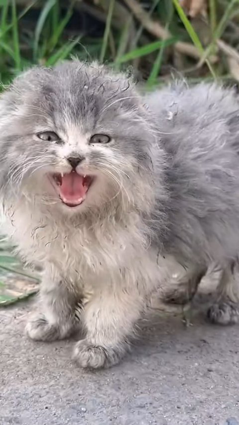 Heartbreaking Rescue: How This Abandoned Fluffy Kitten Found Ultimate Hope