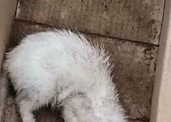 Helpless Abandoned Wet Kittens Rescued From Near Death In Miraculous Turnaround