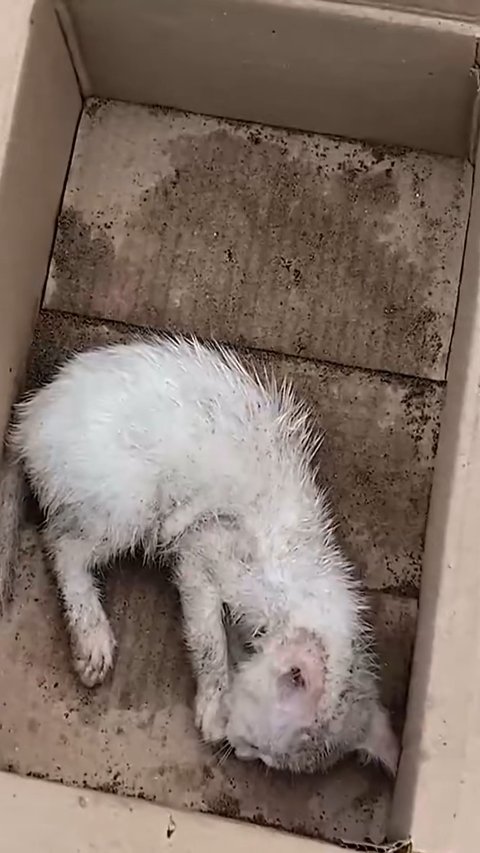 Helpless Abandoned Wet Kittens Rescued From Near Death In Miraculous Turnaround