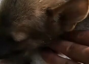 How a Miraculous Abandoned Puppy Rescue Saved 2 Dying Lives Against All Odds