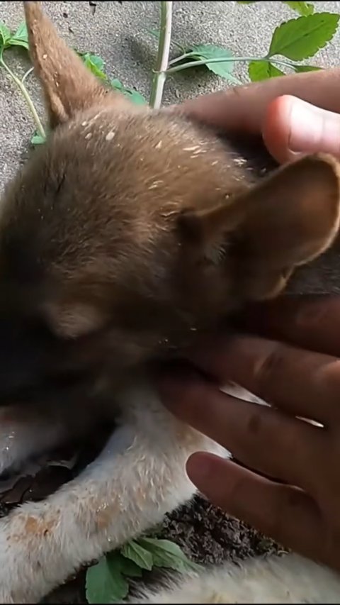 How a Miraculous Abandoned Puppy Rescue Saved 2 Dying Lives Against All Odds
