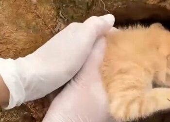 Miraculous Stray Kitten Rescue: Wiping Away His Tears of Pain