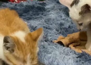 Heartwarming Rescue: How This Wet Muddy Kitten Miraculously Survived a Cold Storm