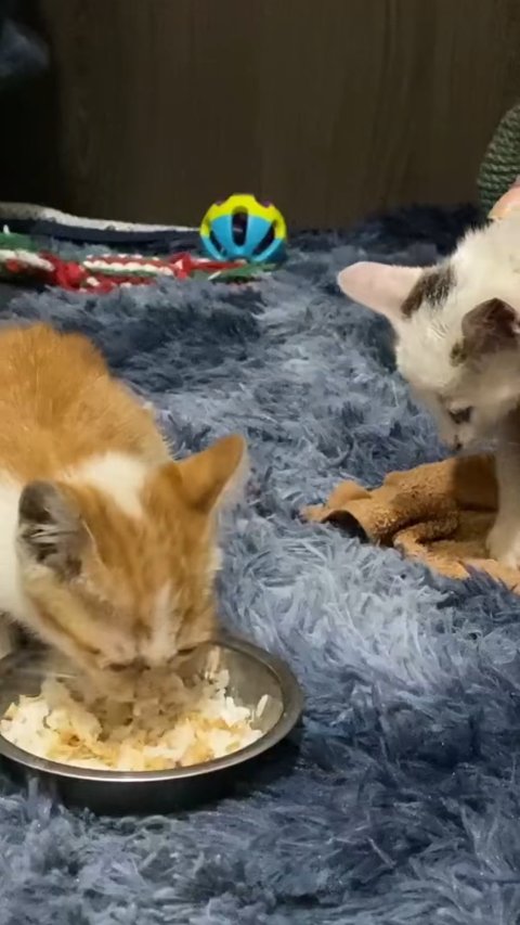 Heartwarming Rescue: How This Wet Muddy Kitten Miraculously Survived a Cold Storm