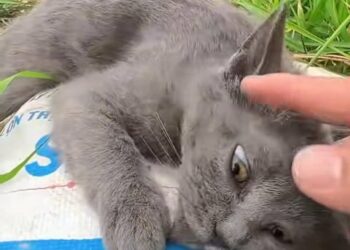 Heartbreaking Scenes of a Grey Kitten Rescue and Its Miraculous Recovery
