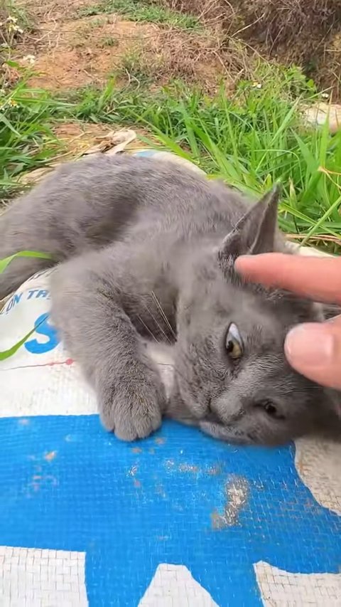 Heartbreaking Scenes of a Grey Kitten Rescue and Its Miraculous Recovery