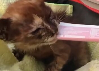 Miraculous Rescue of a Helpless Mud Kitten Left to Die in Cracked Earth