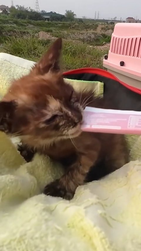 Miraculous Rescue of a Helpless Mud Kitten Left to Die in Cracked Earth