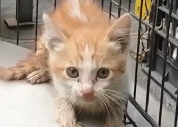 Heartwarming Muddy Kitten Rescue: Miraculous Escape from Heavy Machinery