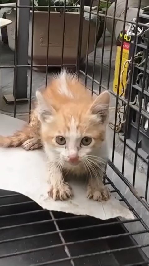 Heartwarming Muddy Kitten Rescue: Miraculous Escape from Heavy Machinery