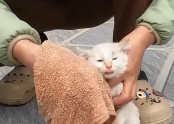 Miraculous Abandoned Kitten Rescue: How a Dying Soul Found Hope Against All Odds