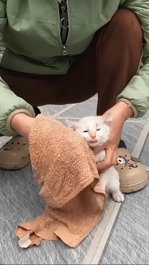 Miraculous Abandoned Kitten Rescue: How a Dying Soul Found Hope Against All Odds