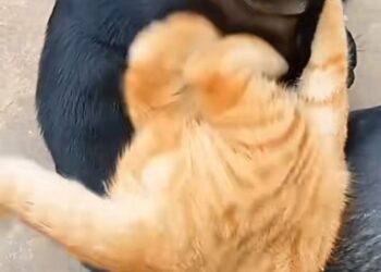 How 1 Abandoned Ginger Kitten Made a Miraculous Recovery After Being Left in the Rain