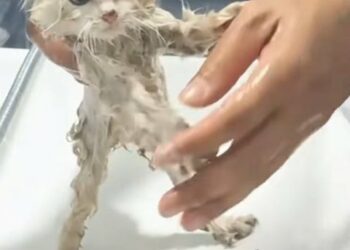Miraculous Rescue: How This Abandoned White Kitten Was Saved From Starvation