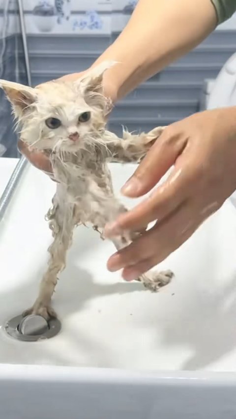 Miraculous Rescue: How This Abandoned White Kitten Was Saved From Starvation