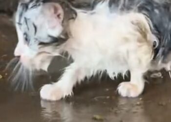 Miraculous Wet Kitten Rescue: From Freezing and Abandoned to Playful and Loved