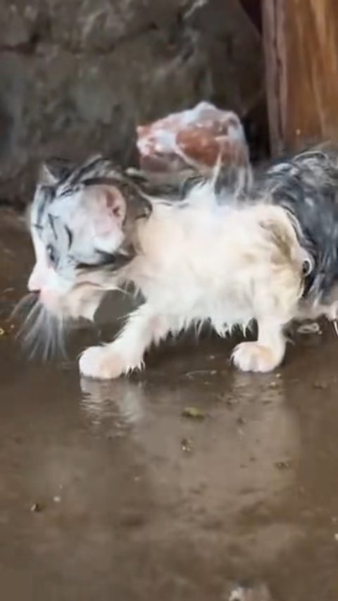 Miraculous Wet Kitten Rescue: From Freezing and Abandoned to Playful and Loved