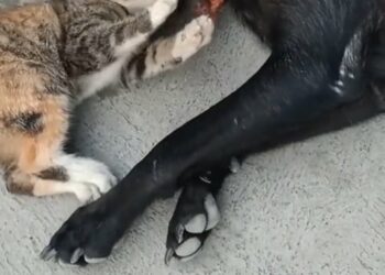 Miraculous Ways This Abandoned Wet Kitten Was Rescued From the Cold