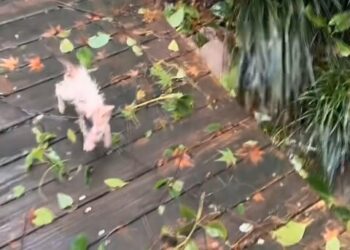 Miraculous Transformation of an Abandoned Wet Kitten Left to Die in the Rain