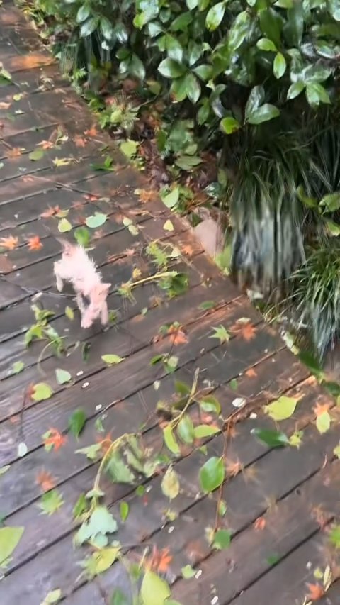 Miraculous Transformation of an Abandoned Wet Kitten Left to Die in the Rain